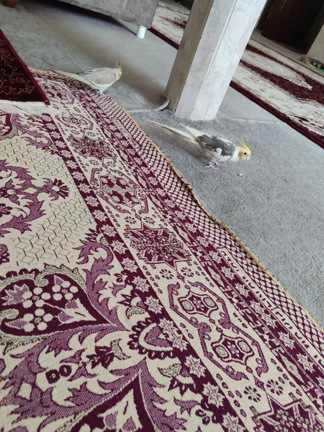 عروس هلندی سخنگو|پرنده|بندر کنگان, |دیوار