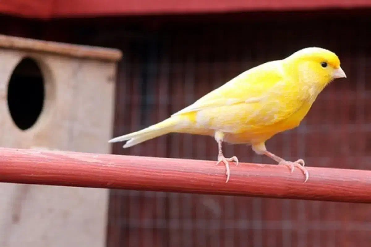 قناری نر|پرنده|بافق, |دیوار