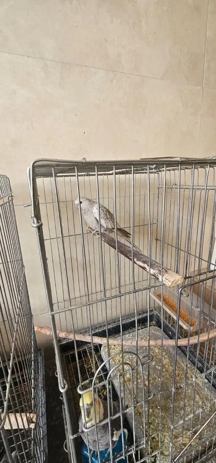 عروس هلندی نر و ماده|پرنده|فلاورجان, |دیوار