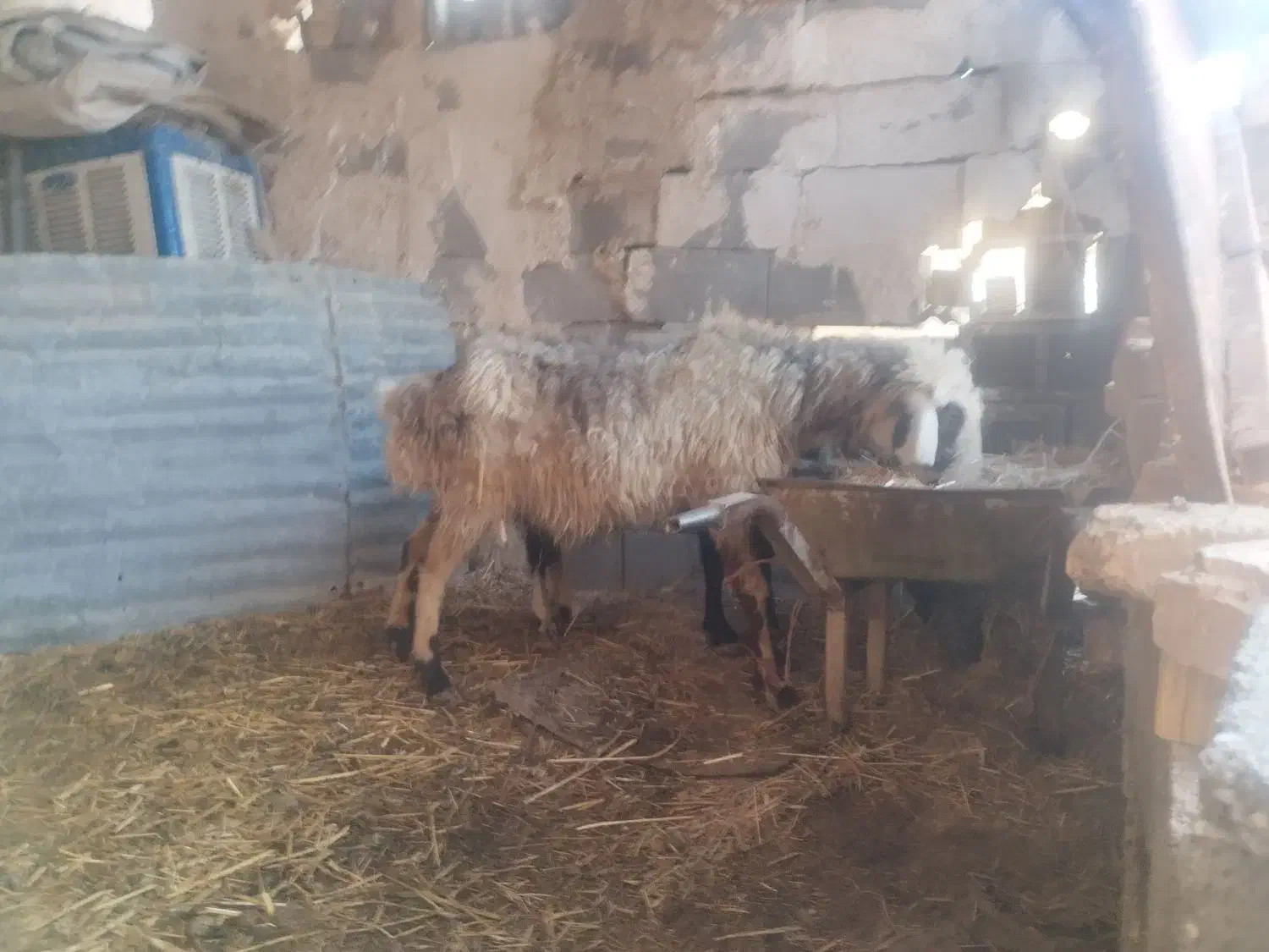 میش|حیوانات مزرعه|مرودشت, کناره|دیوار