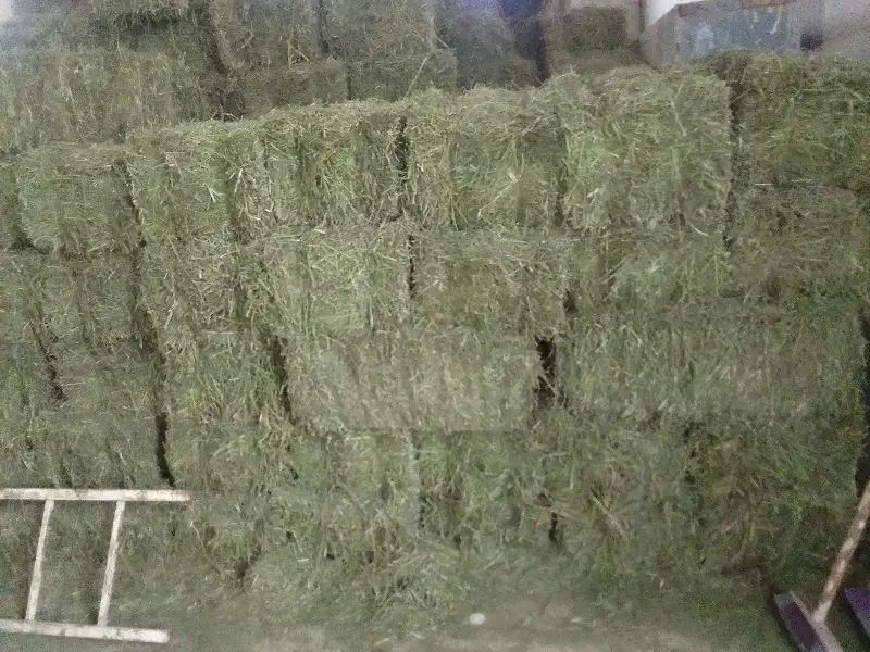 فروش یونجه خشک|حیوانات مزرعه|گتوند, |دیوار