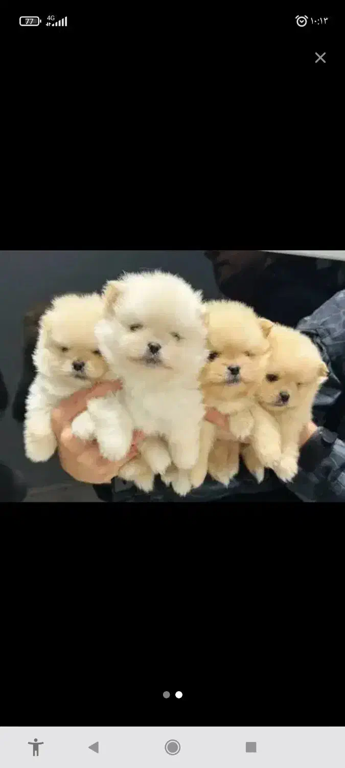 سگ کلاس A پامر|سگ|بندرعباس, |دیوار