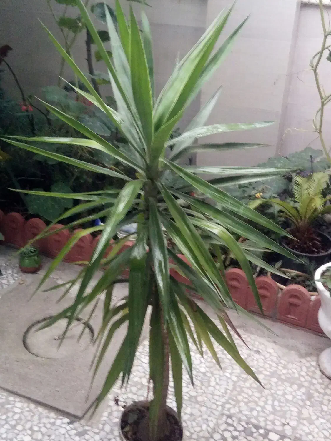 گل یوکا پنج ساله سرسبز|گل و گیاه طبیعی|رشت, دیانتی|دیوار