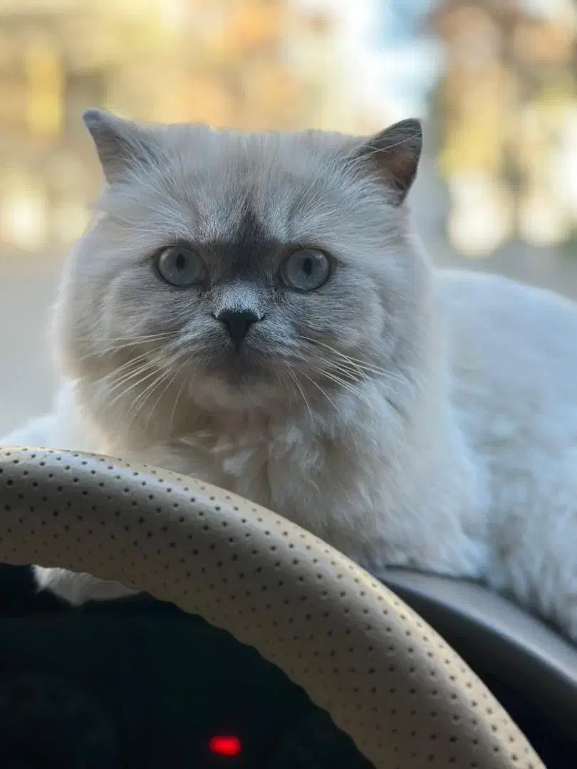 گربه پرشین|گربه|تربت جام, المهدی|دیوار