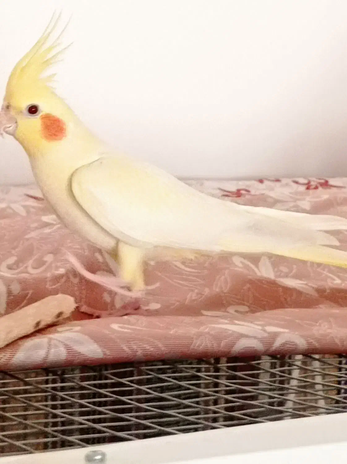 عروس هلندی|پرنده|قم, انسجام|دیوار