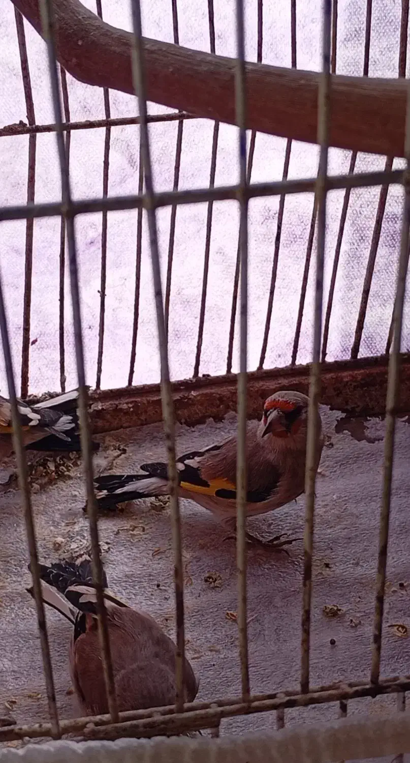 سهره|پرنده|تربت جام, المهدی|دیوار