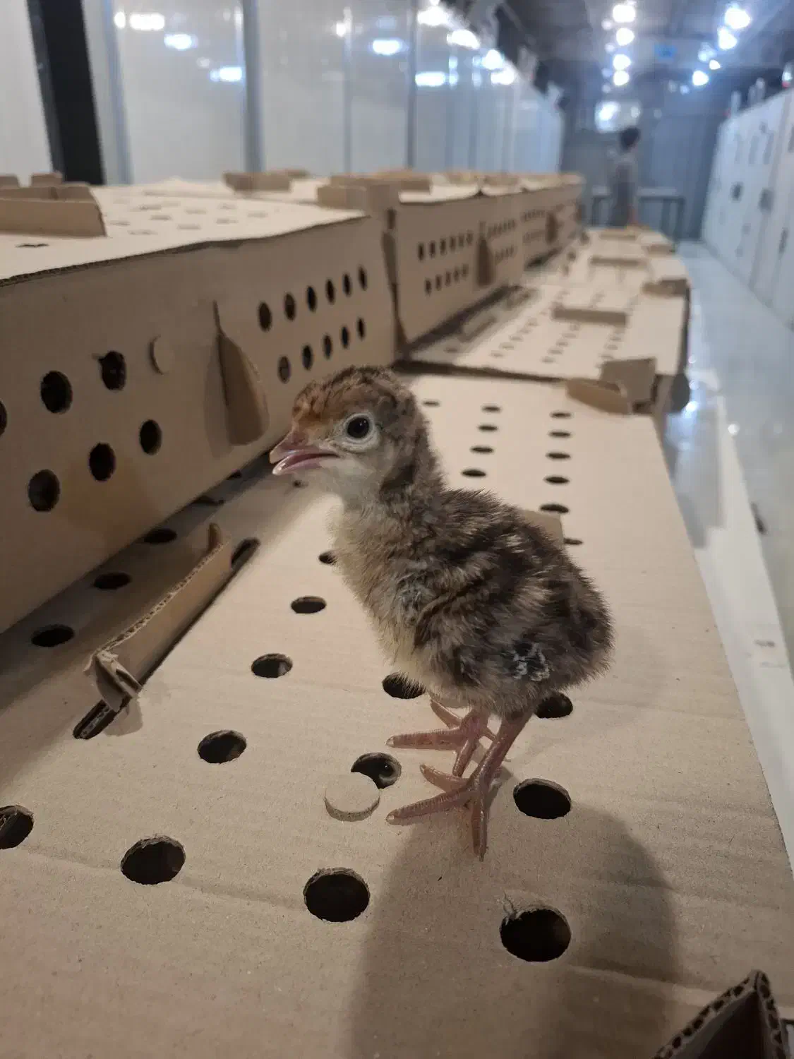 جوجه بوقلمون گوشتی برنز(۱ روزه ،۳۰ روزه )|حیوانات مزرعه|ورامین, ورامین|دیوار