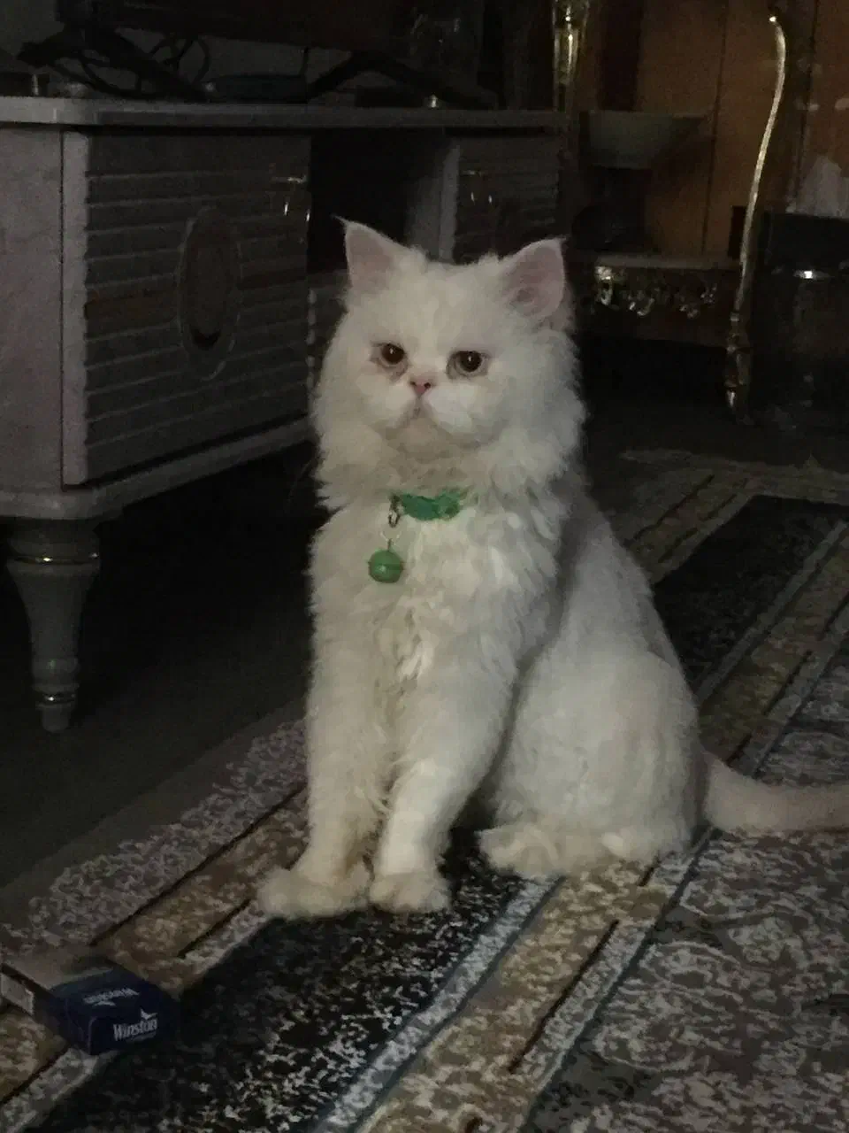 گربه پرشین ساکت و خانگی|گربه|میاندوآب, |دیوار