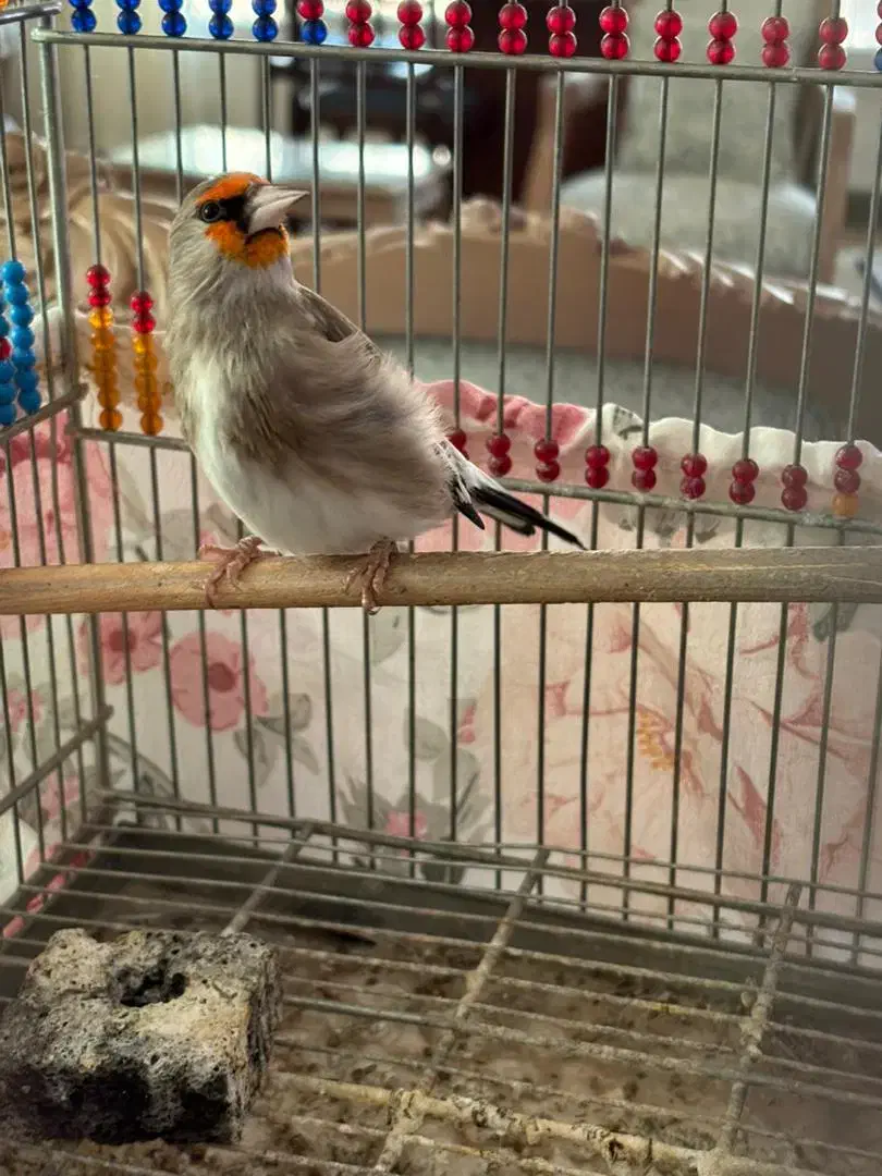 سهره نر کرمونی|پرنده|تهران, شهرک بوعلی|دیوار