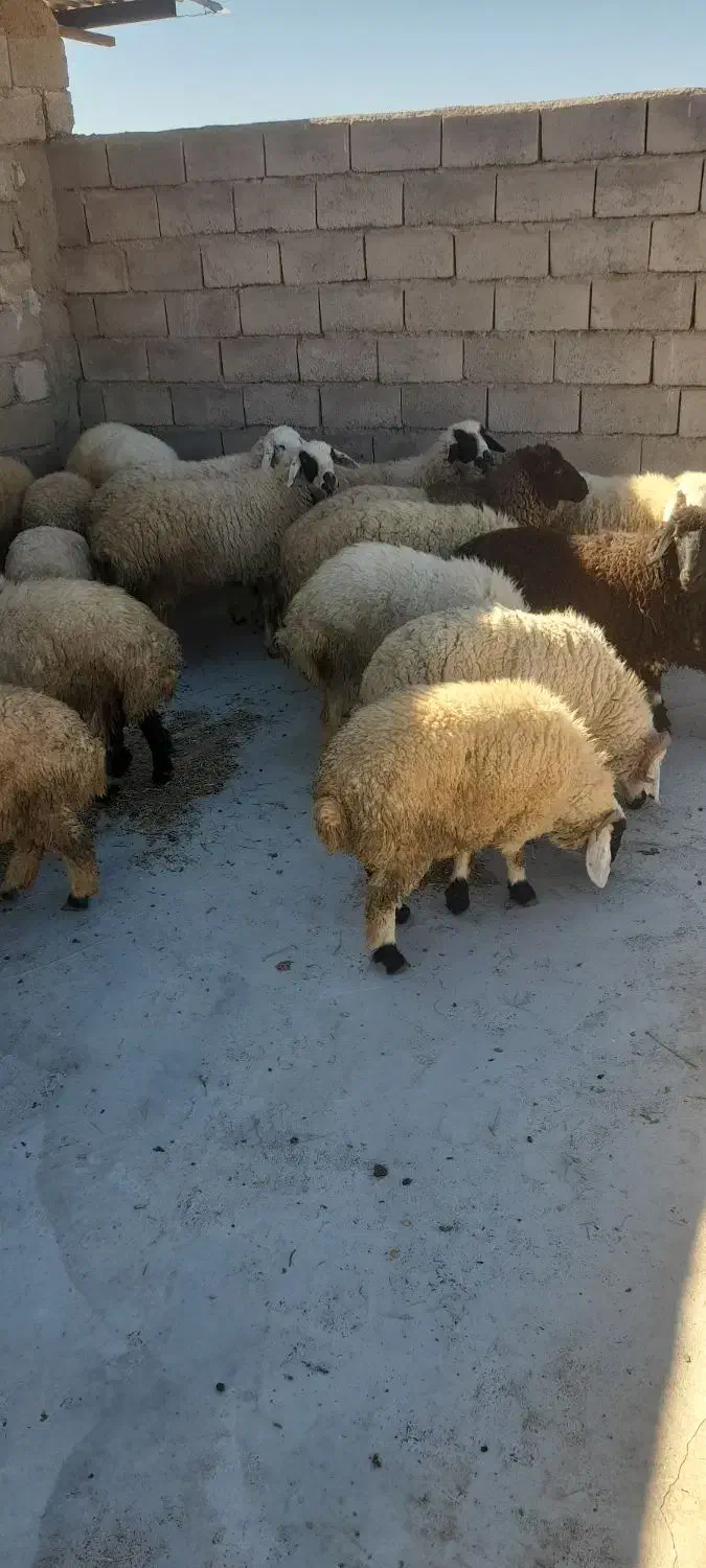 میشداشتیابستنوبره نرروهم|حیوانات مزرعه|دهبکری, |دیوار