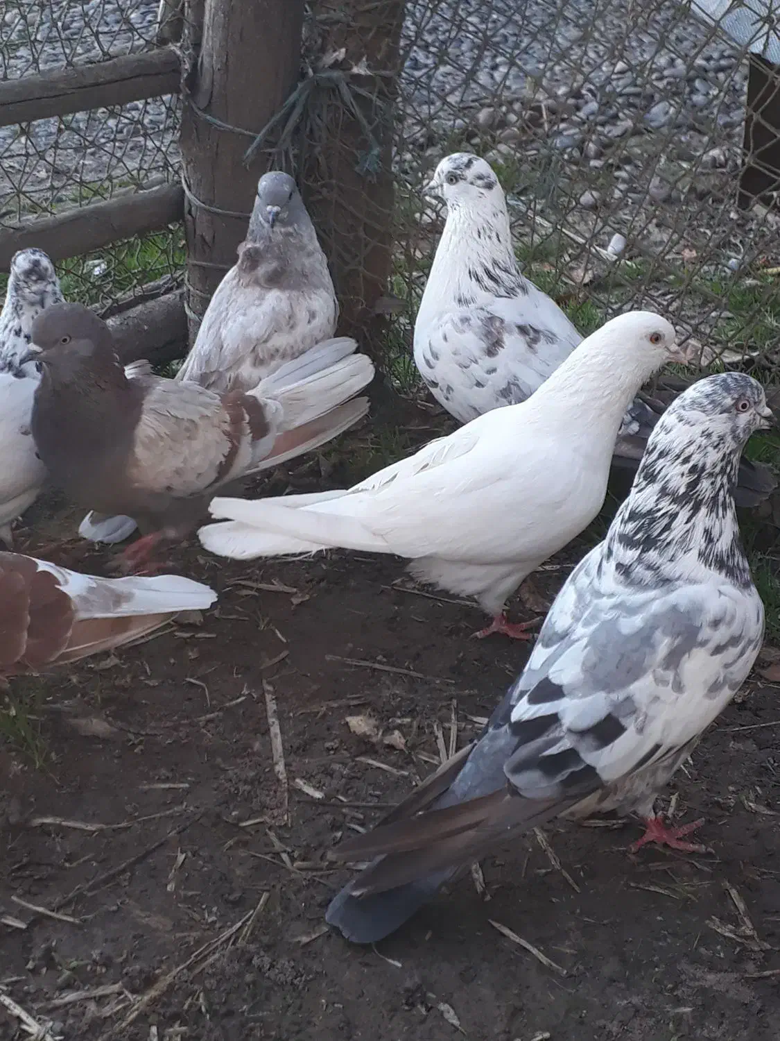 کفتر پرشی وخوب|پرنده|آستانه اشرفیه, |دیوار