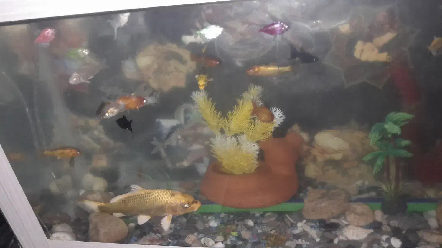 ماهی|ماهی|شیراز, کوشک میدان|دیوار