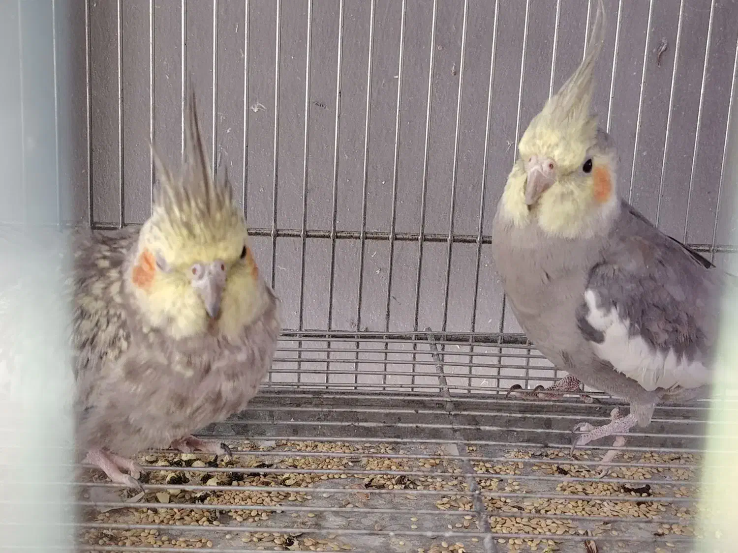 جفت کوتوله و عروس هلندی|پرنده|بیرجند, |دیوار