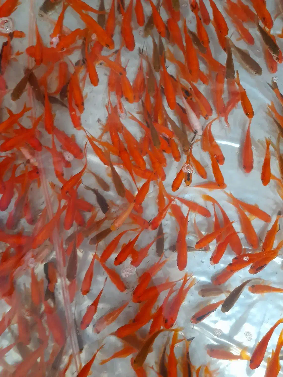 ماهی قرمز|عمدهفروشی|اردبیل, |دیوار