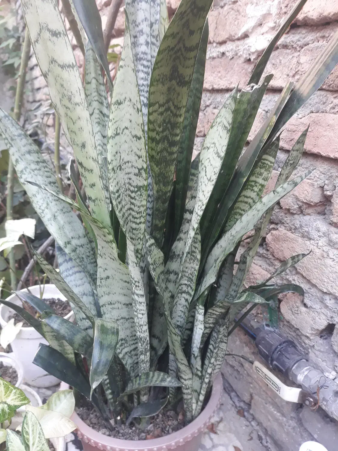 گل فروشی|گل و گیاه طبیعی|ساری, |دیوار