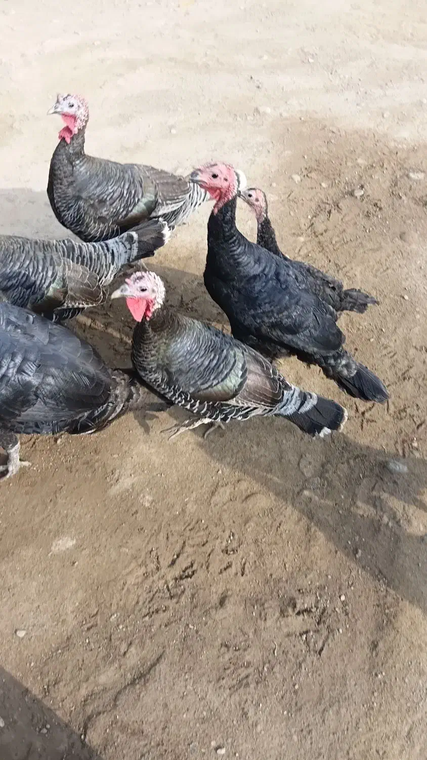 بقلمو|حیوانات مزرعه|پلدشت, |دیوار