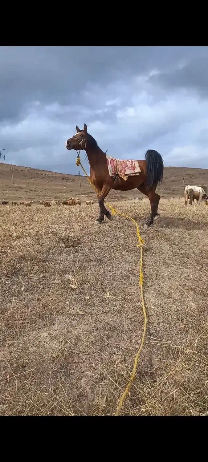 اسب مادیان|اسب و تجهیزات اسب‌سواری|ورزقان, |دیوار