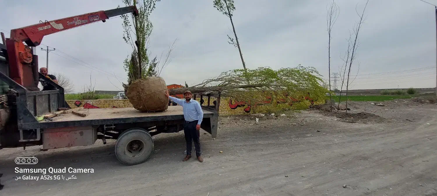 درخت چنار بن بالا ارتفاع۸ تا ۱۲ متر شاخه دار بزرگ|خدمات باغبانی و درختکاری|مشهد, فدک|دیوار