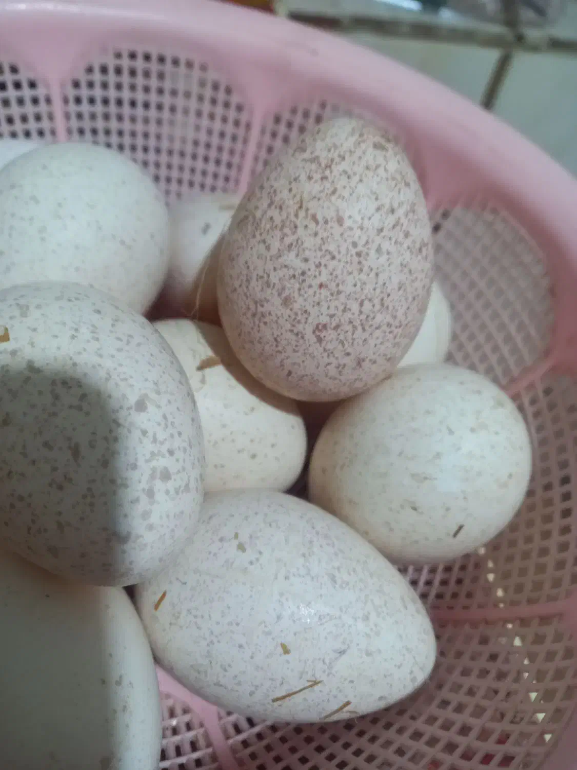 تخم بوقلمو|حیوانات مزرعه|آبادان, |دیوار