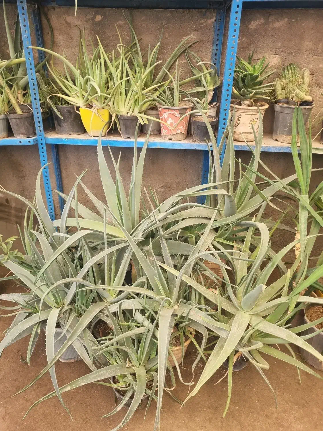 گل الوورا|گل و گیاه طبیعی|گلبهار, شهر جدید گلبهار|دیوار