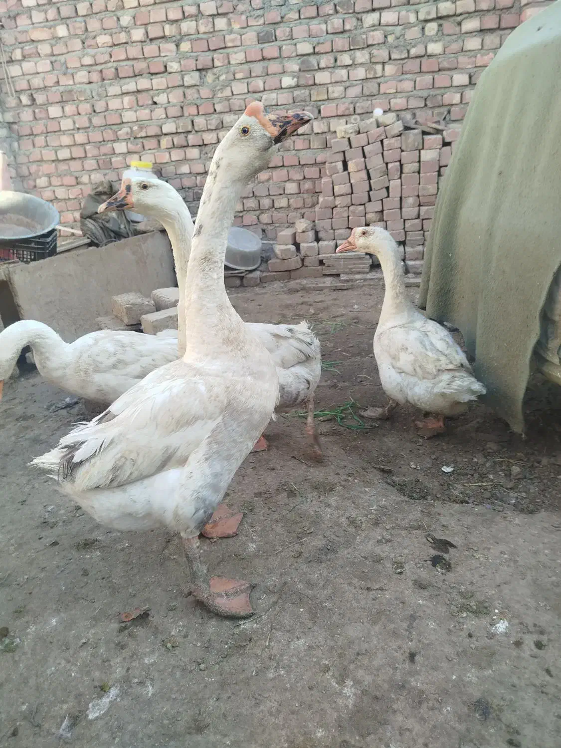 قوغاز|حیوانات مزرعه|زابل, |دیوار