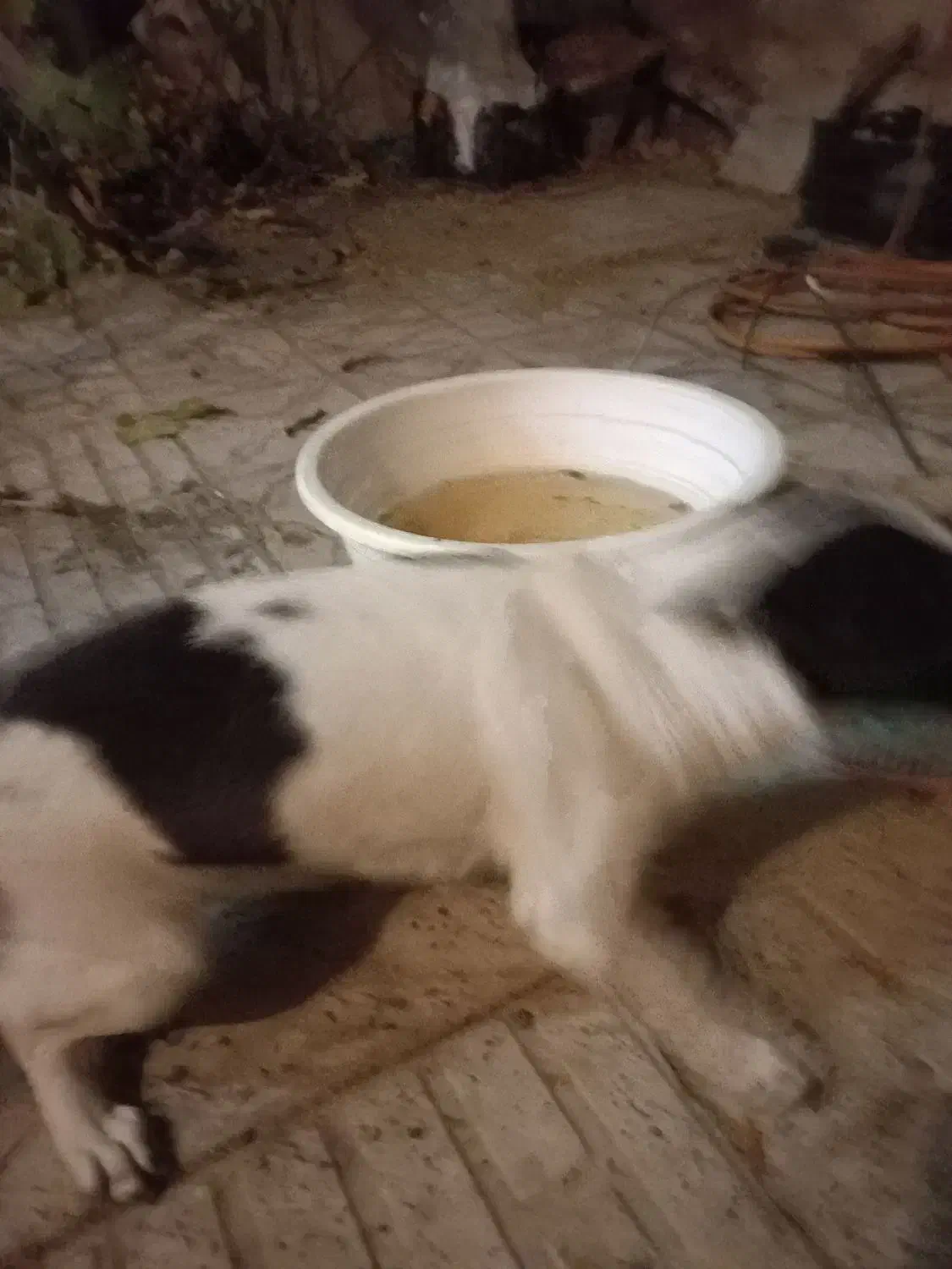 یک سگ خرطول|سگ|ملایر, |دیوار