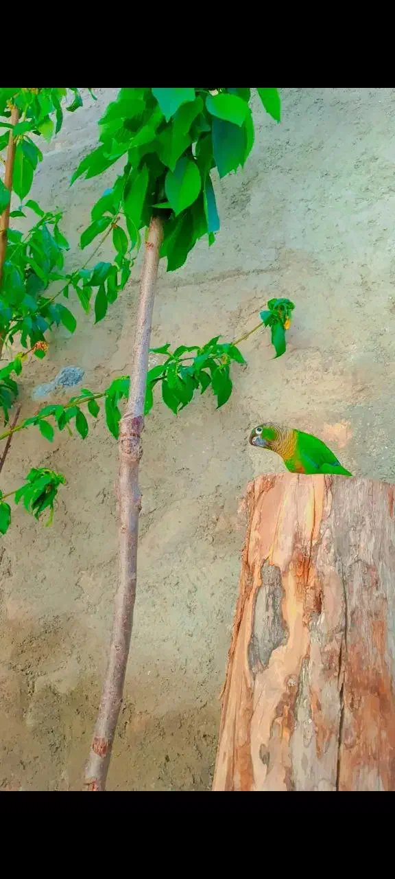 گرینچیک|پرنده|بستان آباد, |دیوار