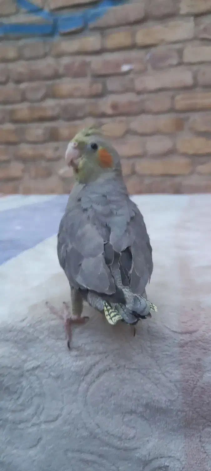 عروس هلندی|پرنده|بافق, |دیوار