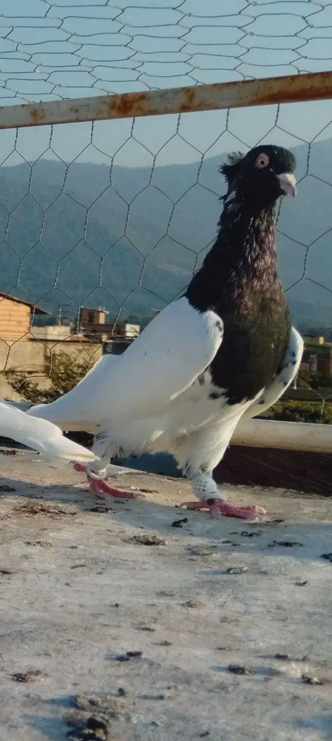 ۵ تا کبوتر رنگی عالی|پرنده|دلند, |دیوار