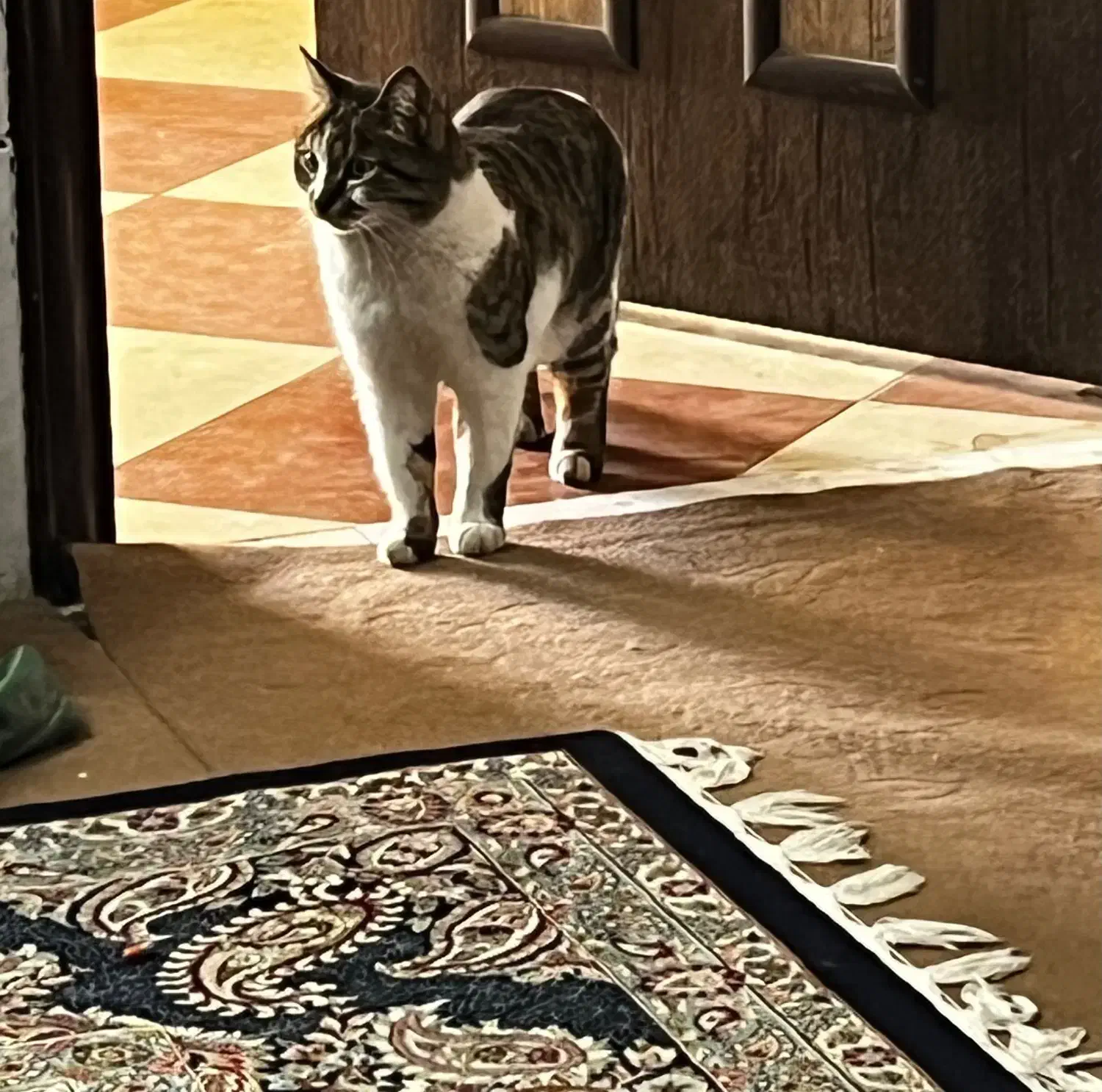 واگزاری|گربه|زرند, |دیوار