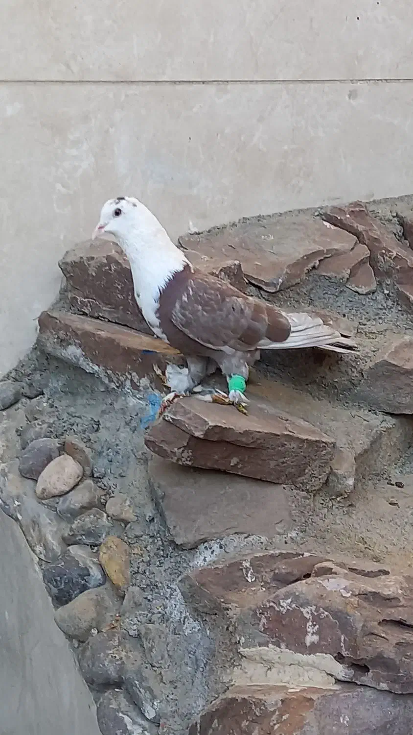 کلاغ کربلایی پرشی سفید آلمانی|پرنده|قوچان, |دیوار