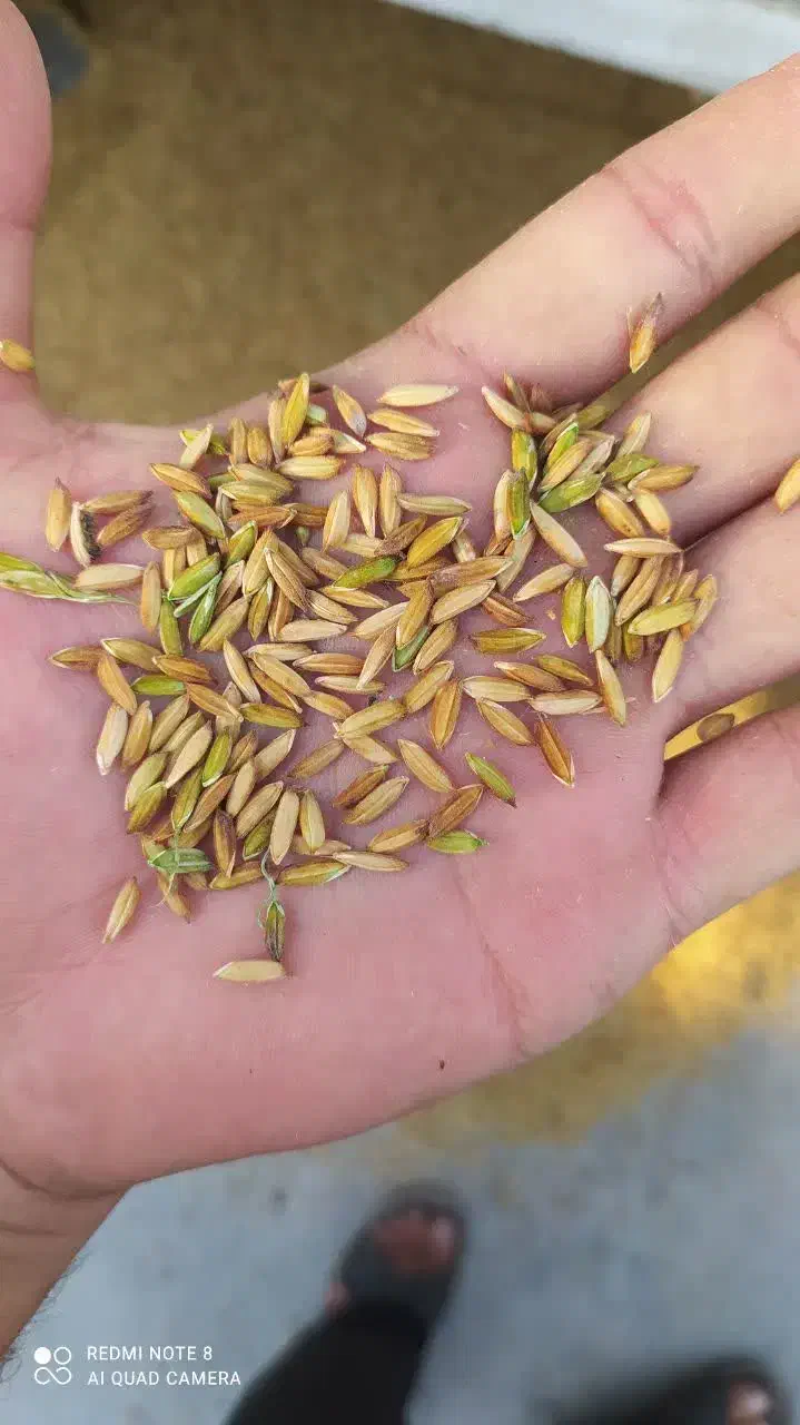 چلتوک عنبر بو شوشتر|خوردنی و آشامیدنی|اصفهان, براآن شمالی|دیوار