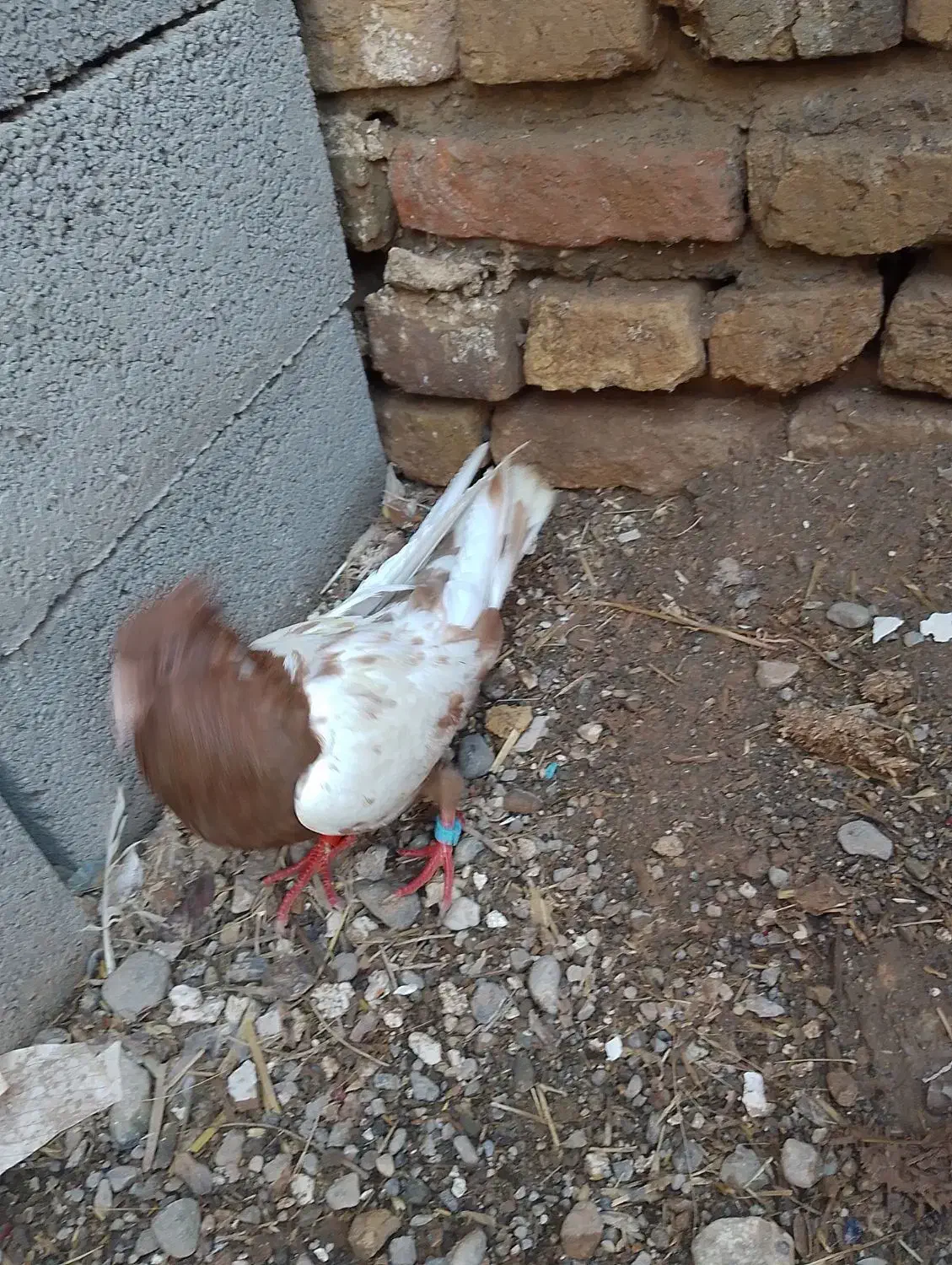 کفتر|پرنده|مشهد, مصلی (کارمندان اول)|دیوار