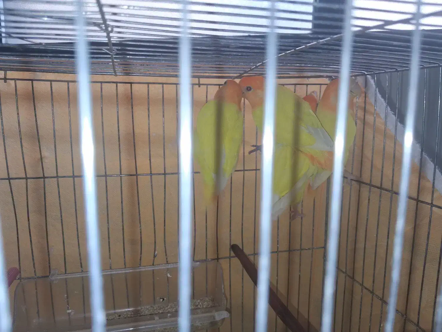 طوطی کوتوله برزیلی.اوپال کله نارنجی|پرنده|اصفهان, آبشار|دیوار