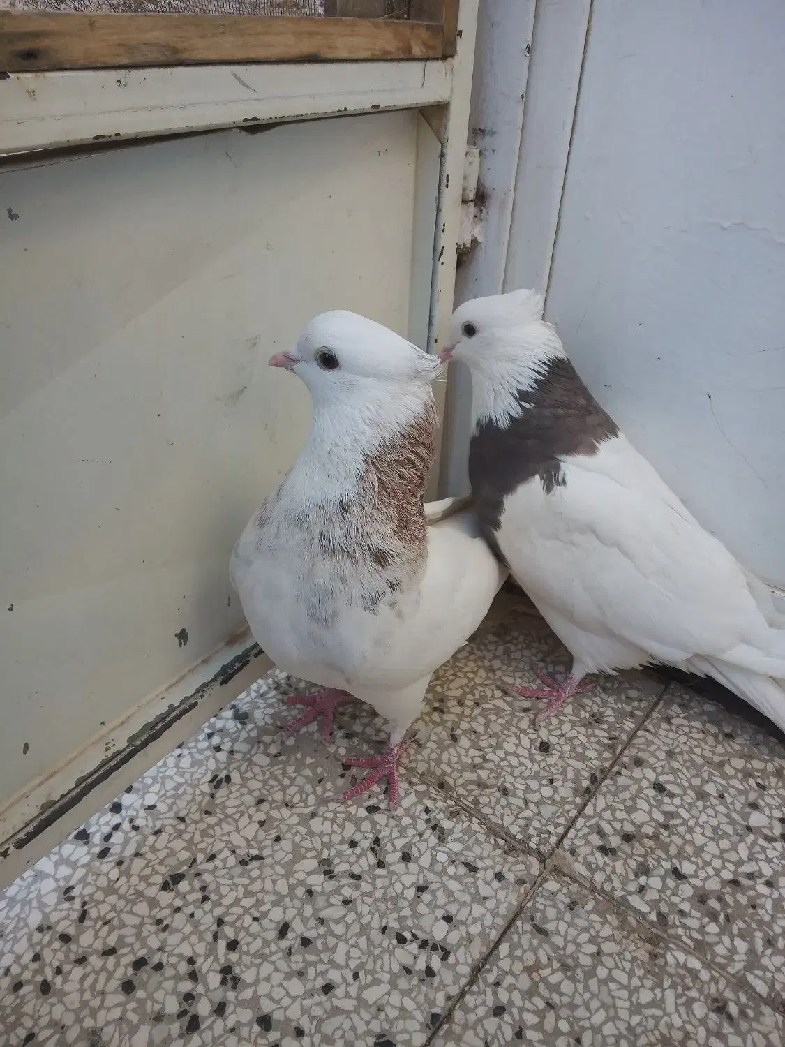 کفتر|پرنده|آیسک, |دیوار