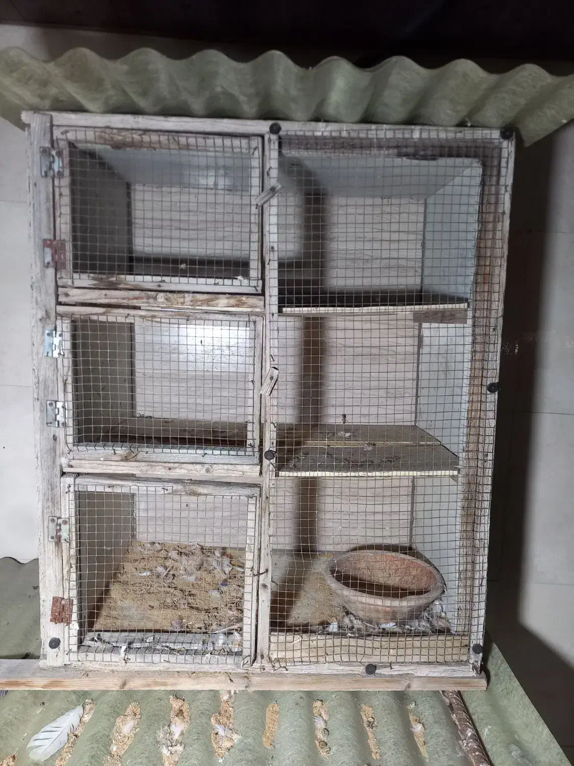 لونه کفتر چوب نراد|لوازم جانبی حیوانات|رشت, دیانتی|دیوار