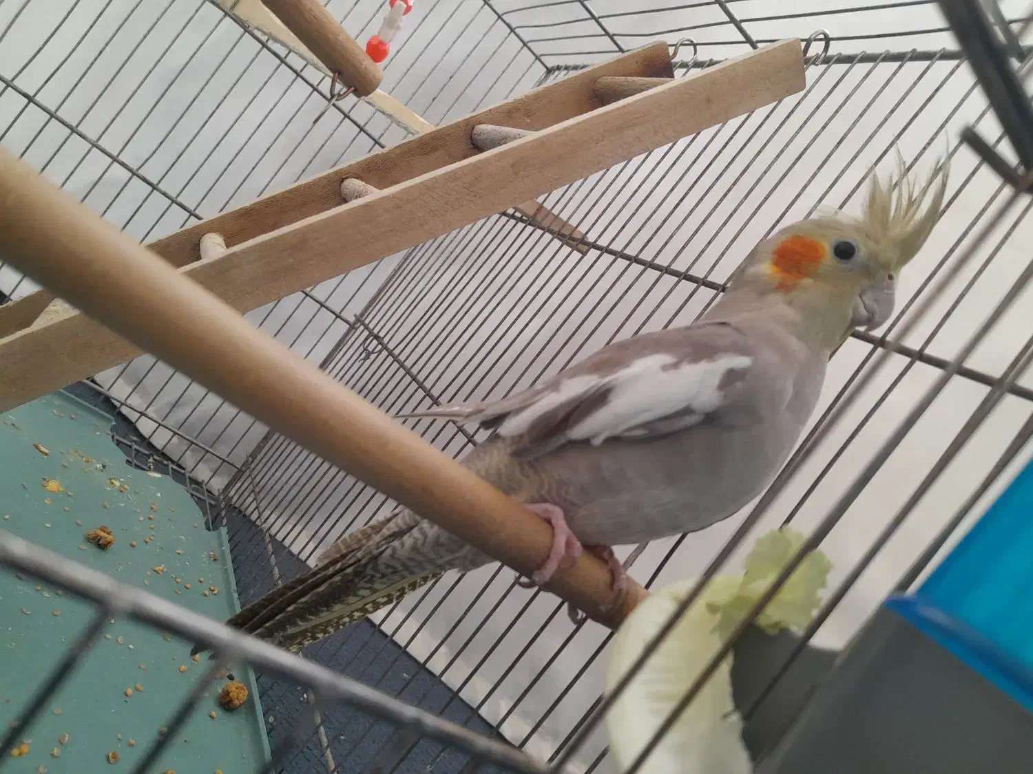 عروس هلندی|پرنده|مریوان, |دیوار