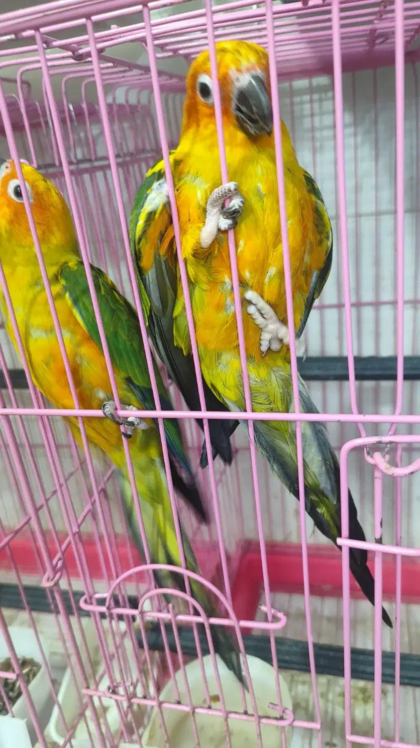 ۴ جفت جوان حلقه پا مجموعه|پرنده|ساری, |دیوار