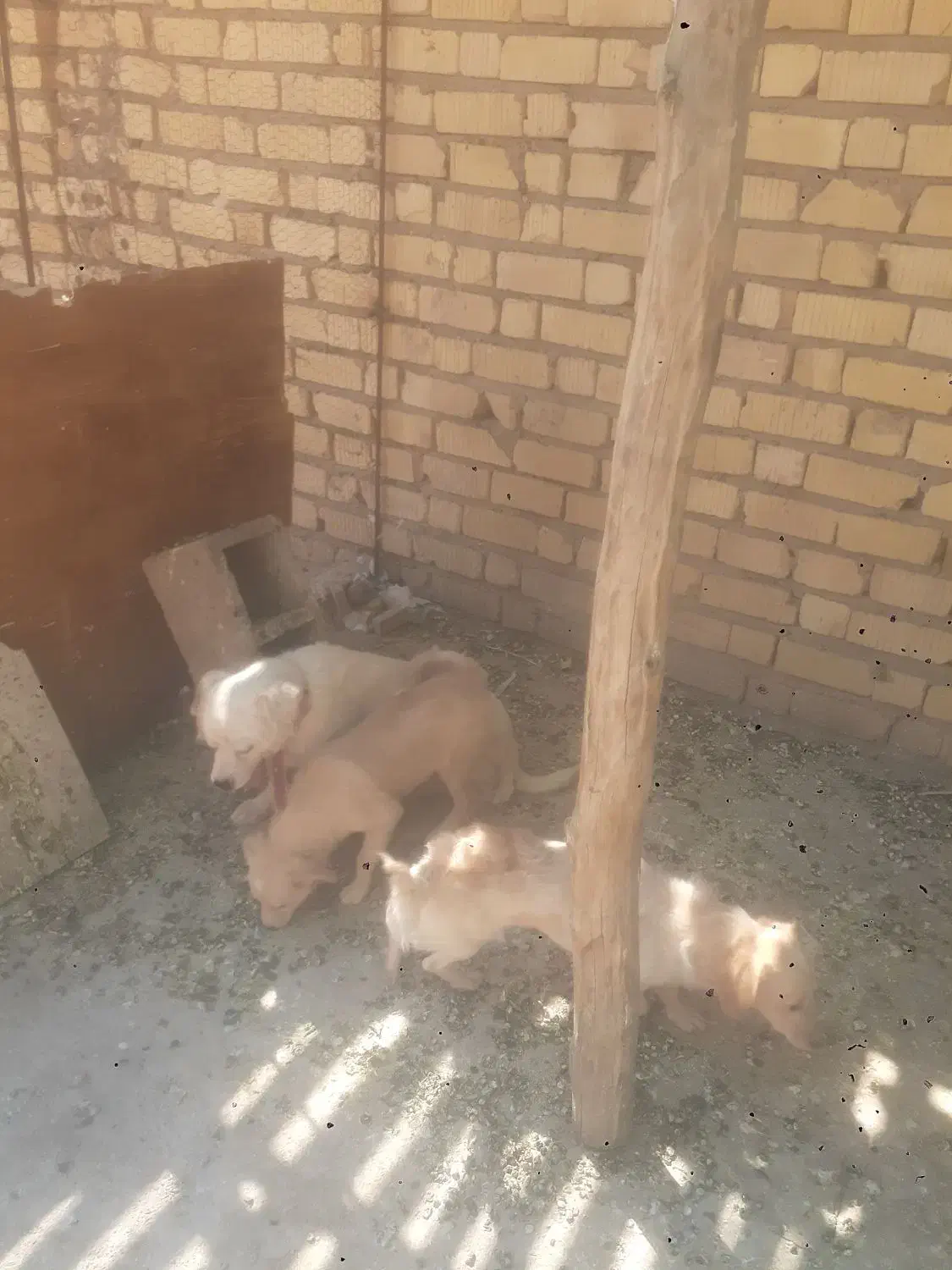 سگ پاپی|سگ|فسا, |دیوار