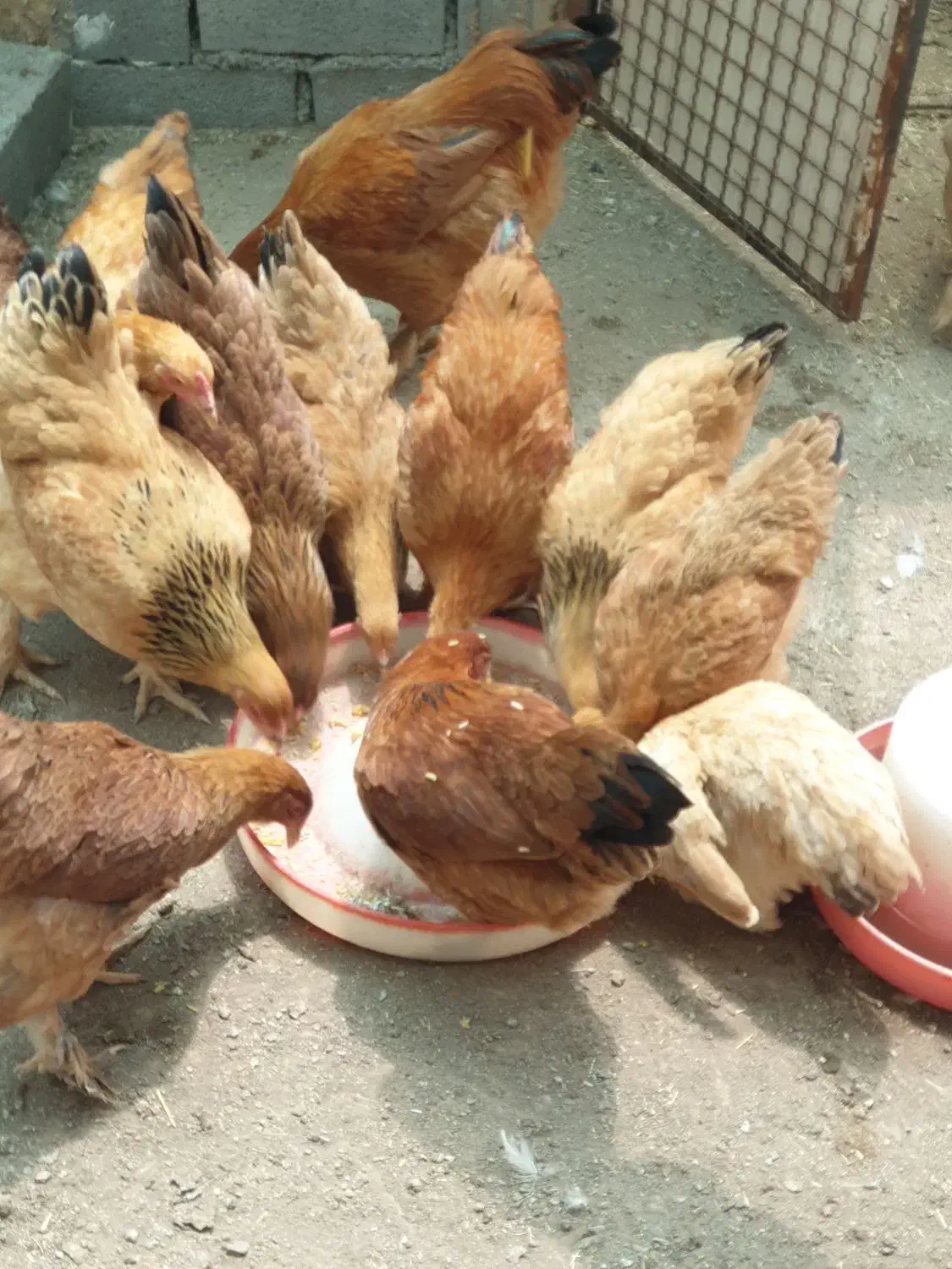 نیمچه مرغ و خروس برهما|حیوانات مزرعه|تهران, تهرانپارس شرقی|دیوار