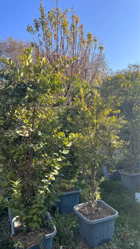 یاس هلندی|گل و گیاه طبیعی|محمدشهر, کوی بهار|دیوار