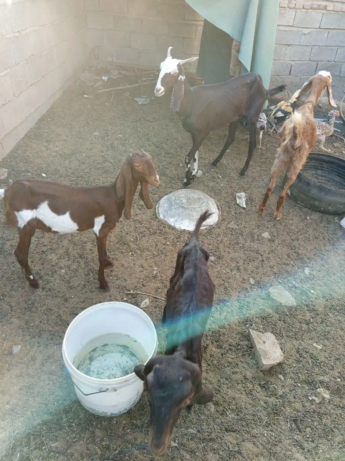 بز فروشی|حیوانات مزرعه|ایرانشهر, |دیوار