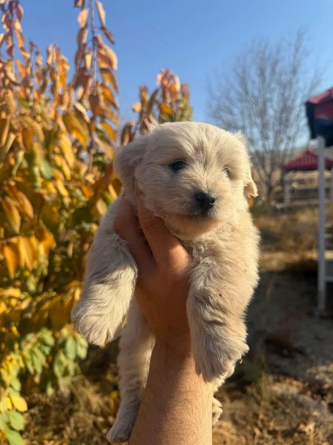 توله شیتزو نر واگذاری|سگ|بجنورد, |دیوار