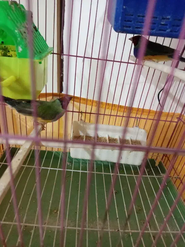 فنچ گلدین  ۲ جفت|پرنده|خوی, |دیوار