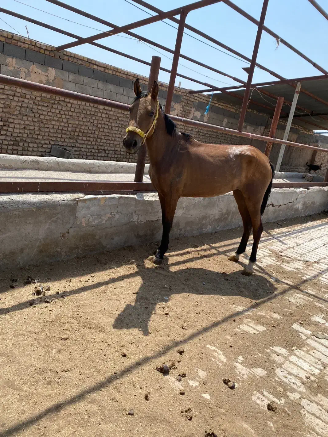 کره مادیون|اسب و تجهیزات اسب‌سواری|نیشابور, شهرک فرهنگیان|دیوار