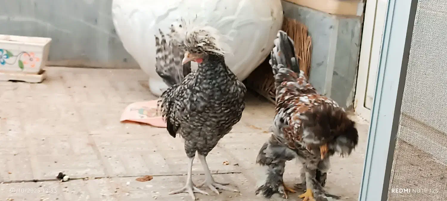 فروش مرغ سلطان|حیوانات مزرعه|اصفهان, پوریای ولی|دیوار