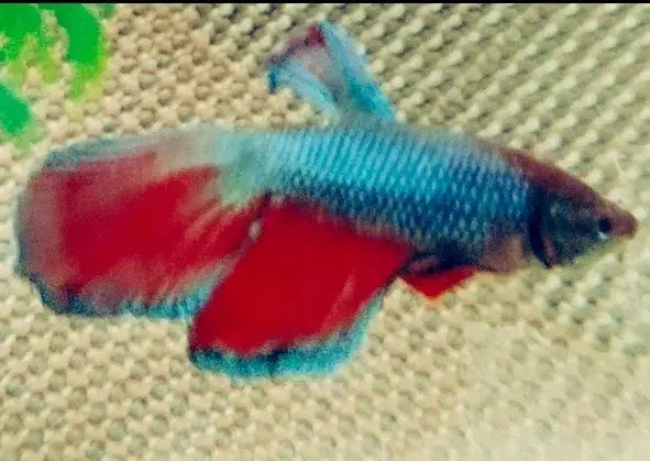 ماهی فایتر|ماهی|مشهد, سید رضی|دیوار