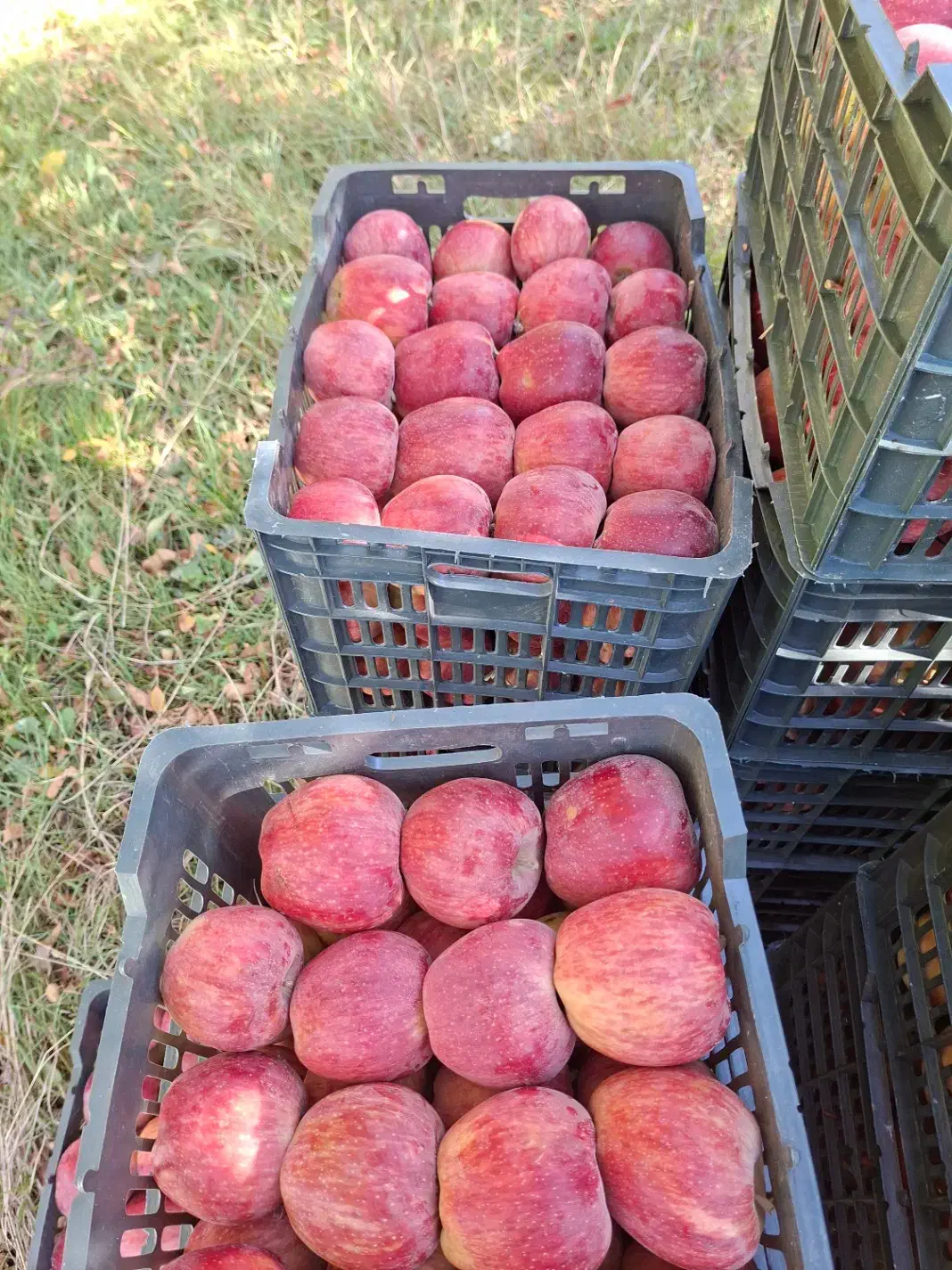 سیب قرمز فله|حراج|پیرانشهر, |دیوار