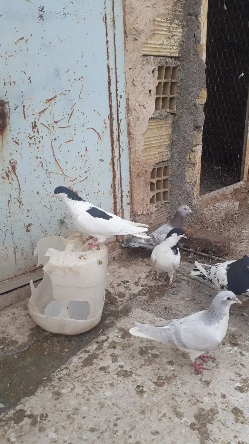 کفتراپرند|پرنده|اسفرورین, |دیوار