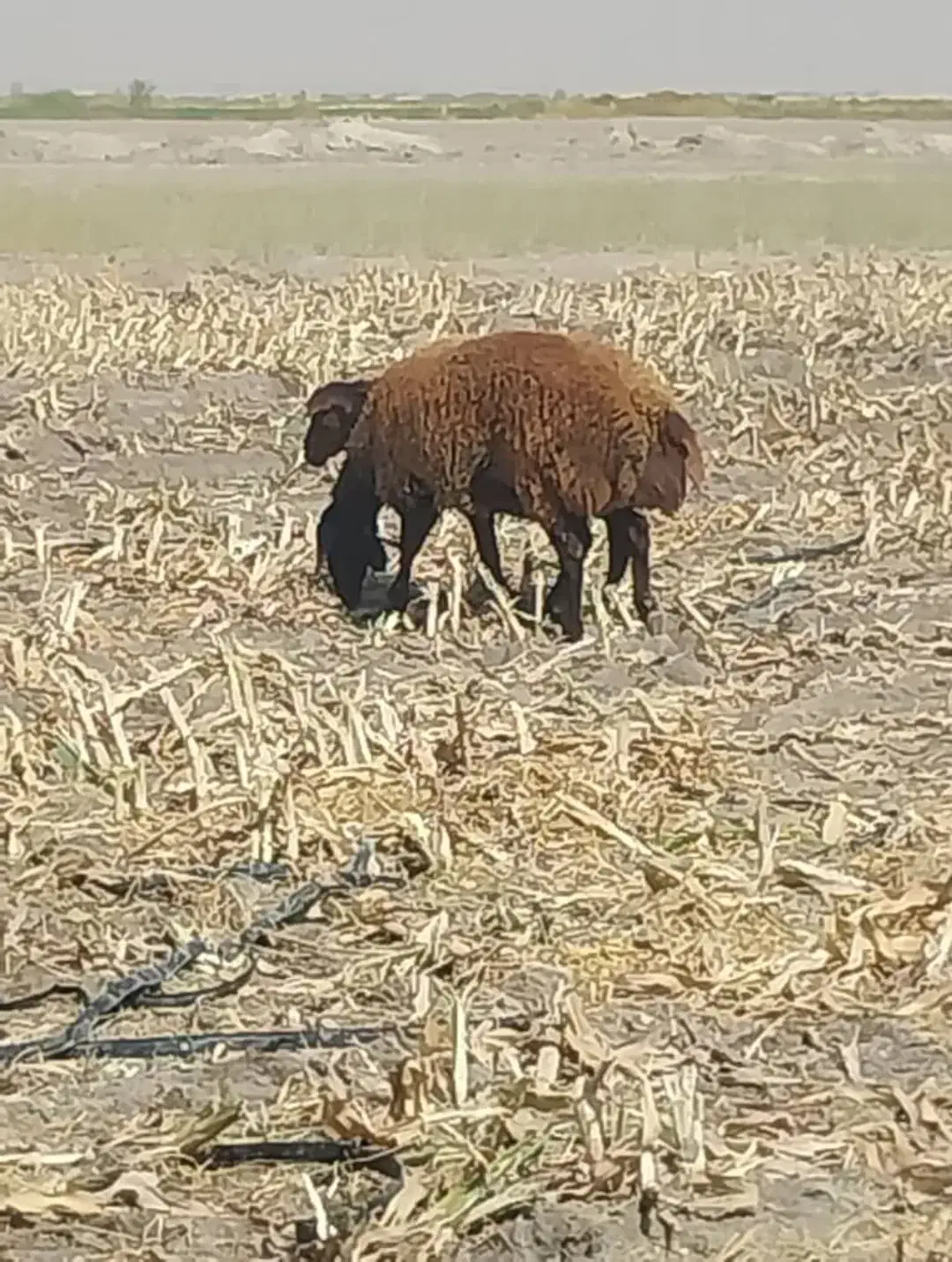 فروش دو راس شیشیک درجه 1|حیوانات مزرعه|شیراز, بید زرد|دیوار